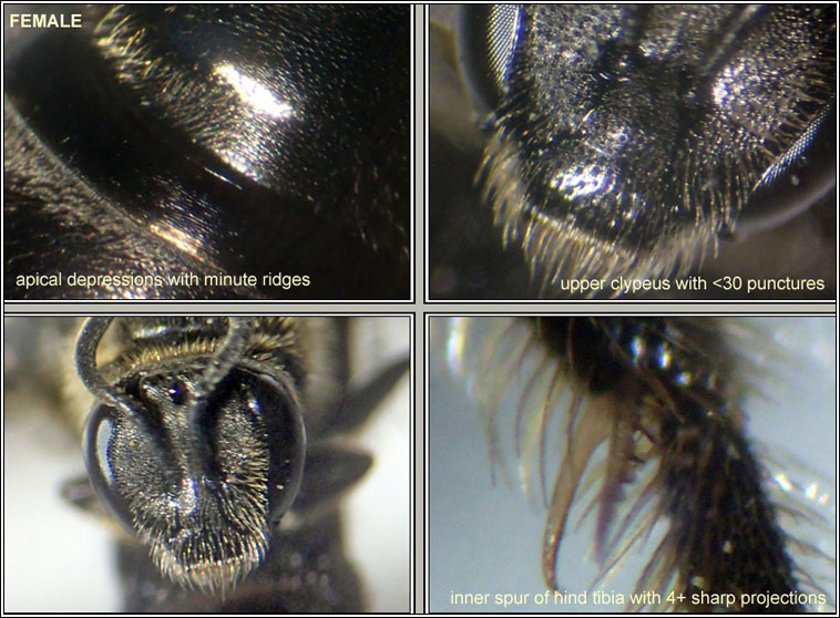 Lasioglossum fulvicorne, Lime-loving Furrow-bee