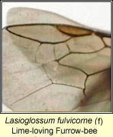 Lasioglossum fulvicorne, Lime-loving Furrow-bee