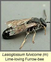 Lasioglossum fulvicorne, Lime-loving Furrow-bee