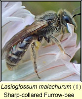 Lasioglossum malachurum, Sharp-collared Furrow-bee