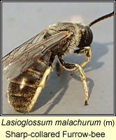 Lasioglossum malachurum, Sharp-collared Furrow-bee