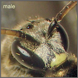 Lasioglossum malachurum, Sharp-collared Furrow-bee