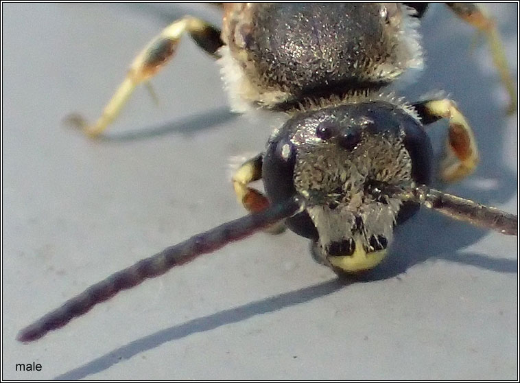 Lasioglossum malachurum, Sharp-collared Furrow-bee