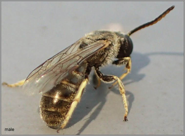 Lasioglossum malachurum, Sharp-collared Furrow-bee