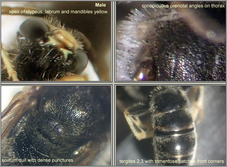 Lasioglossum malachurum, Sharp-collared Furrow-bee