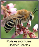 Colletes succinctus, Heather Colletes