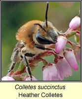 Colletes succinctus, Heather Colletes