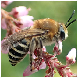 Colletes succinctus, Heather Colletes