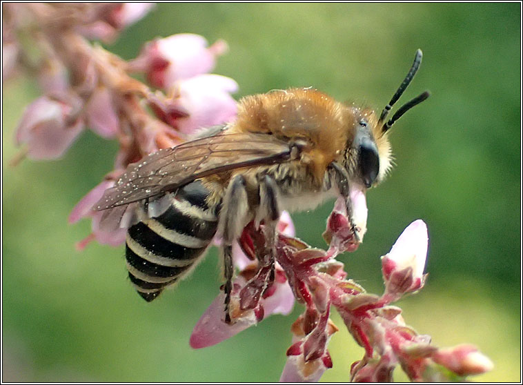 Colletes succinctus, Heather Colletes