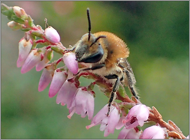 Colletes succinctus, Heather Colletes