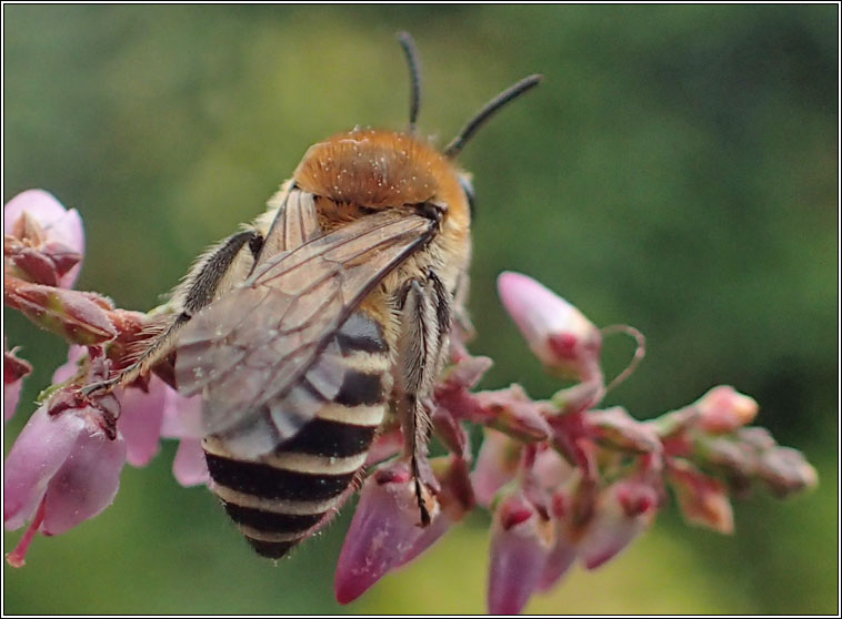 Colletes succinctus, Heather Colletes
