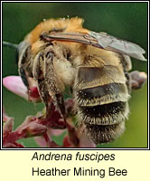 Andrena fuscipes, Heather Mining Bee