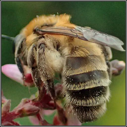 Andrena fuscipes, Heather Mining Bee