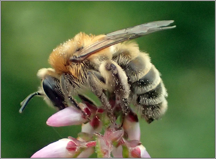 Andrena fuscipes, Heather Mining Bee