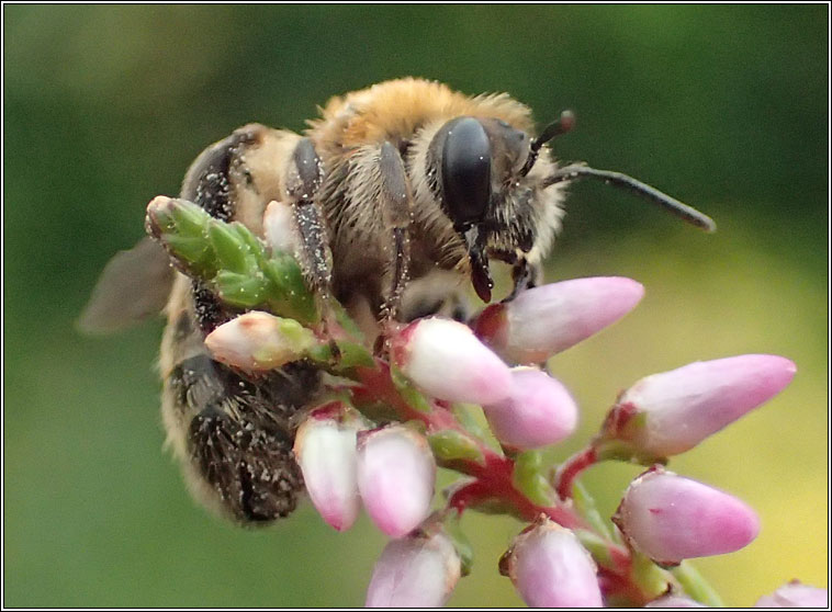 Andrena fuscipes, Heather Mining Bee