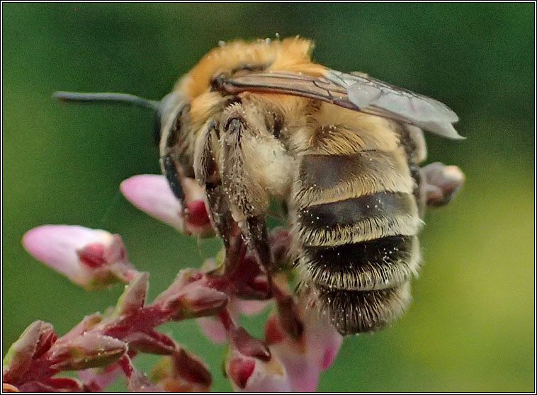 Andrena fuscipes, Heather Mining Bee