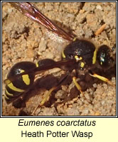 Eumenes coarctatus, Heath Potter Wasp