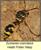 Eumenes coarctatus, Heath Potter Wasp