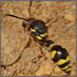 Eumenes coarctatus, Heath Potter Wasp