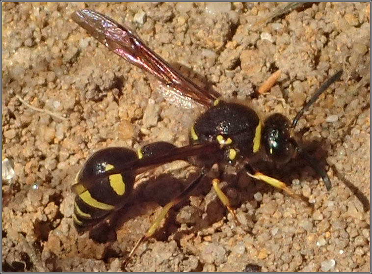 Eumenes coarctatus, Heath Potter Wasp