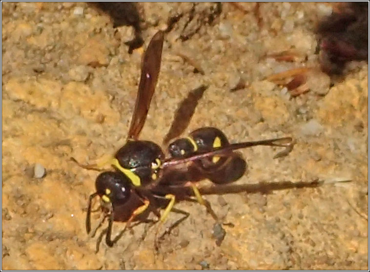 Eumenes coarctatus, Heath Potter Wasp