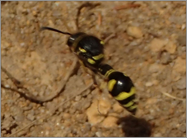 Eumenes coarctatus, Heath Potter Wasp