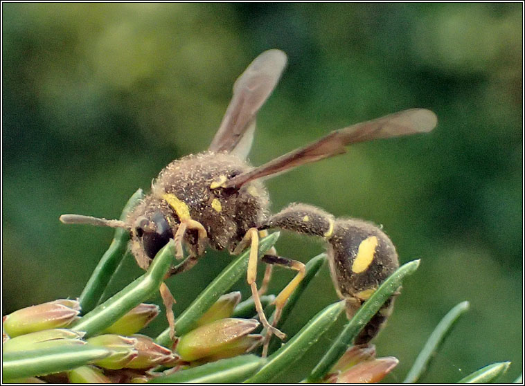 Eumenes coarctatus, Heath Potter Wasp