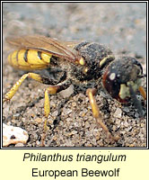 Philanthus triangulum, European Beewolf