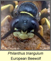 Philanthus triangulum, European Beewolf