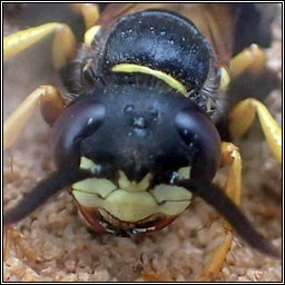 Philanthus triangulum, European Beewolf