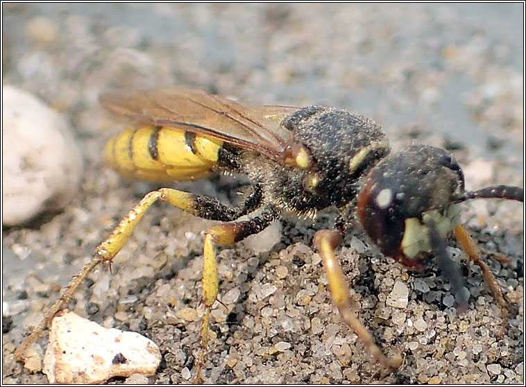 Philanthus triangulum, European Beewolf