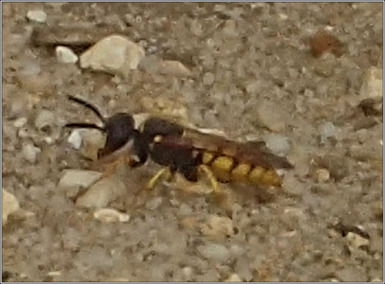 Philanthus triangulum, European Beewolf