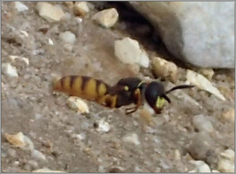 Philanthus triangulum, European Beewolf