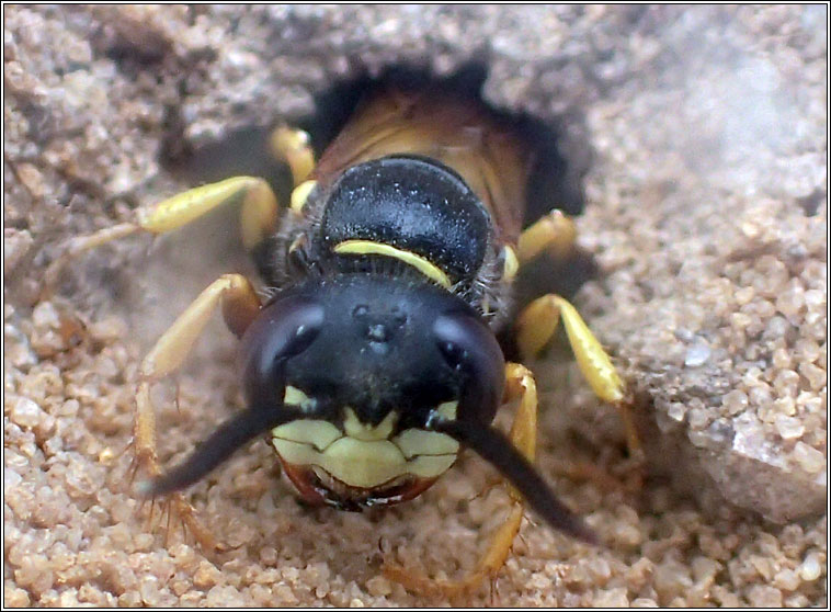 Philanthus triangulum, European Beewolf