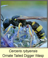 Cerceris rybyensis, Ornate Tailed Digger Wasp