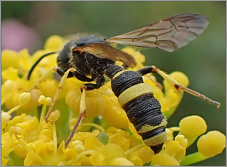 Cerceris rybyensis, Ornate Tailed Digger Wasp