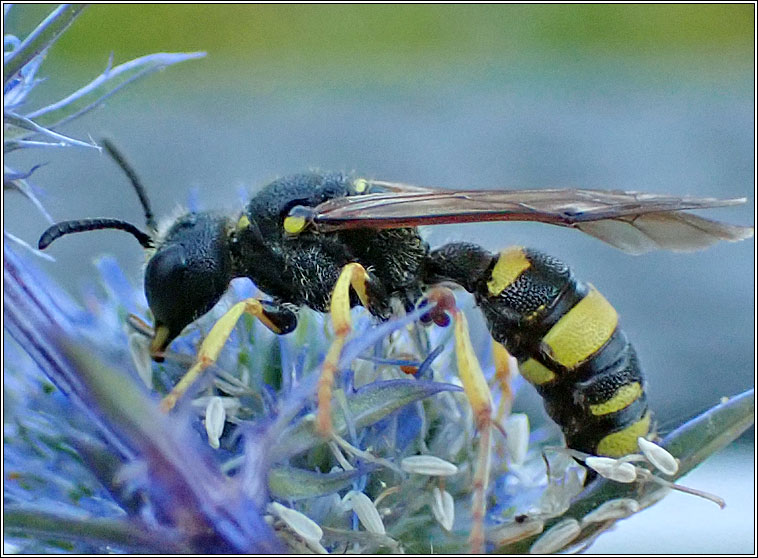 Cerceris rybyensis, Ornate Tailed Digger Wasp