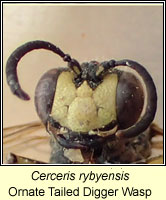 Cerceris rybyensis, Ornate Tailed Digger Wasp