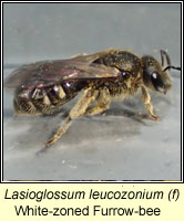 Lasioglossum leucozonium, White-zoned Furrow-bee