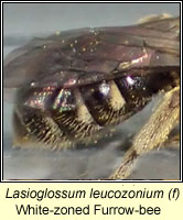 Lasioglossum leucozonium, White-zoned Furrow-bee