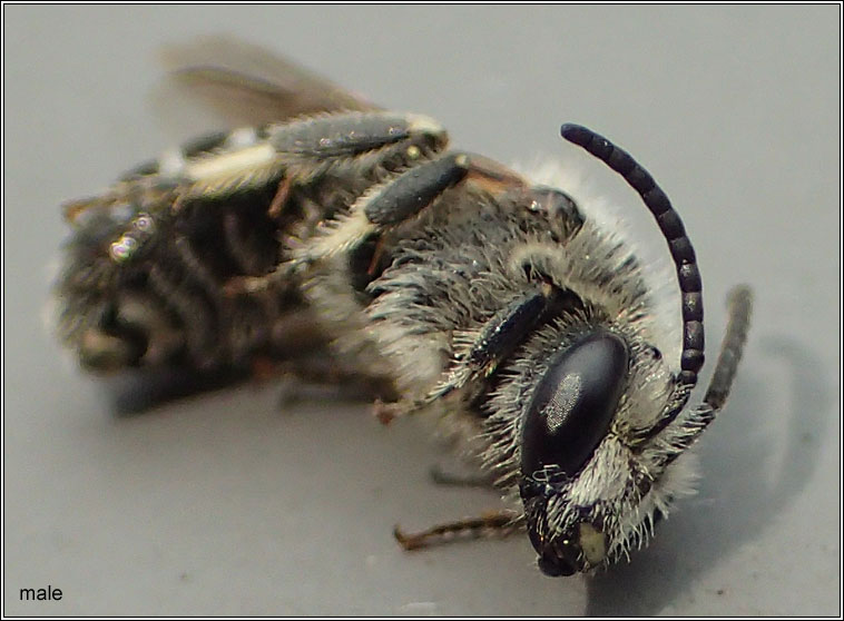 Lasioglossum leucozonium, White-zoned Furrow-bee