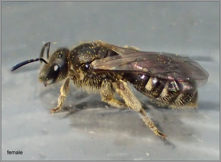 Lasioglossum leucozonium, White-zoned Furrow-bee