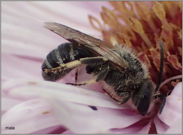 Lasioglossum leucozonium, White-zoned Furrow-bee