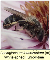 Lasioglossum leucozonium, White-zoned Furrow-bee