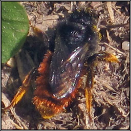 Osmia bicolor, Red-tailed Mason Bee