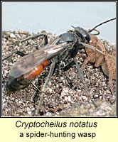 Cryptocheilus notatus, a spider hunting wasp