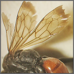 Cryptocheilus notatus