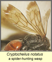 Cryptocheilus notatus, a spider hunting wasp