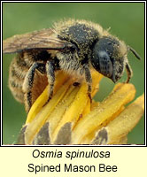 Osmia spinulosa, Spined Mason Bee