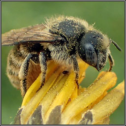 Osmia spinulosa, Spined Mason Bee
